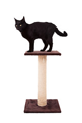 Image showing Black cat with a scratch pole 