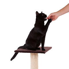 Image showing Black cat with a scratch pole 