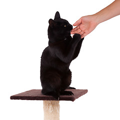 Image showing Black cat with a scratch pole 