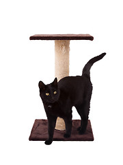 Image showing Black cat with a scratch pole 