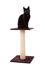 Image showing Black cat with a scratch pole 