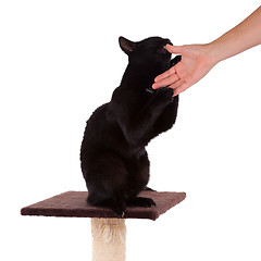 Image showing Black cat with a scratch pole 