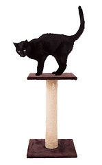 Image showing Black cat with a scratch pole 