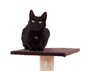 Image showing Black cat with a scratch pole 