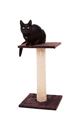 Image showing Black cat with a scratch pole 