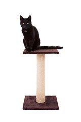 Image showing Black cat with a scratch pole 