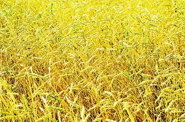 Image showing wheat field