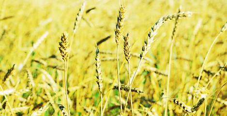 Image showing wheat field