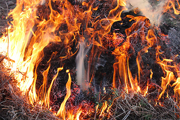 Image showing Fire in the field