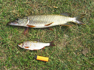 Image showing caught pike and roach