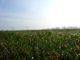 Image showing Dewdrop on the green blade