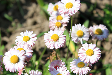 Image showing Beautiful pink flowers of daisy