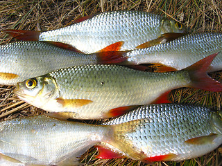 Image showing Beautiful caught rudd laying on the grass