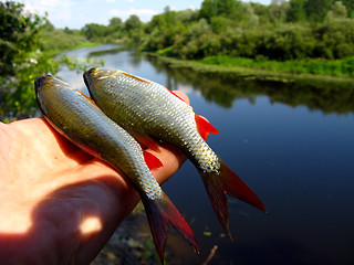 Image showing Beautiful rudd laying in the hand