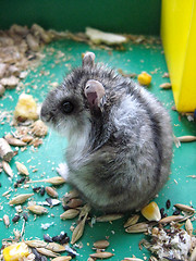 Image showing Small grey and nice hamster