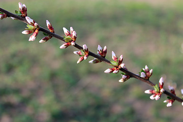 Image showing unopened buds of Prunus tomentosa's flowers