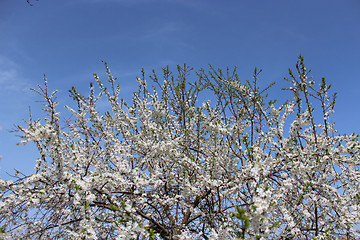 Image showing branch of blossoming cherry