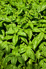 Image showing basil fresh plants , spices