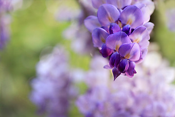 Image showing Wisteria clusters of purple lilac flowers during spring
