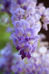 Image showing Wisteria in the spring garden