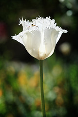 Image showing Frilled White Parrot Tulip and Pretty Insect