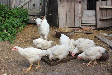 Image showing Hens and young goat on a court yard