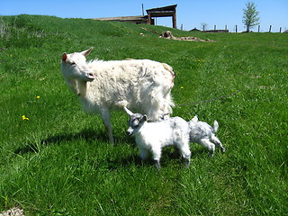 Image showing Goat and kid on a pasture