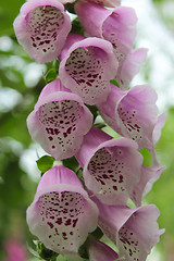 Image showing beautiful flowers of lilac bluebell