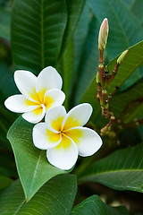 Image showing frangipani tropical flowers