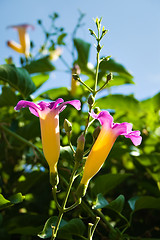 Image showing Tropical flower