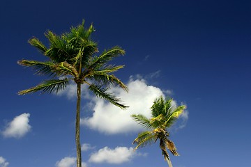 Image showing Palm trees again blue sky