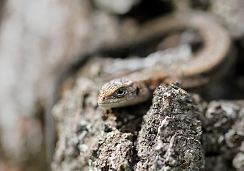 Image showing Little brown lizard on a tree