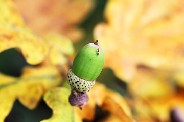 Image showing Green acorn on a green background