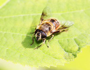 Image showing Gadfly insect sitting on a green leaf