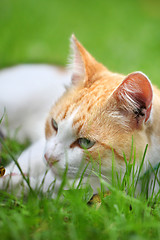 Image showing Beautiful white - red cat dreams of green grass