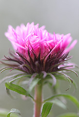 Image showing Beautiful purple flower with green leaves