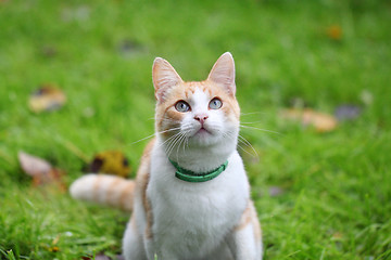 Image showing Beautiful white - cat playing in the green grass