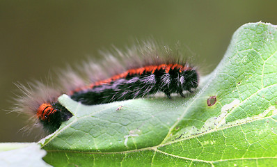 Image showing Large black and red caterpillar