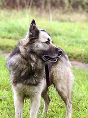 Image showing Dog standing on a green grass