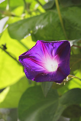 Image showing Beautiful purple flower on a green background.