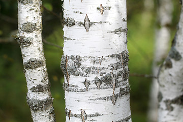 Image showing Black and white trunk of a birch tree