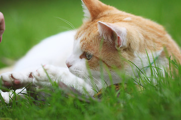 Image showing Beautiful white - red cat