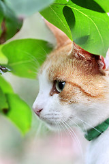 Image showing Beautiful white - red cat is in the green leaves