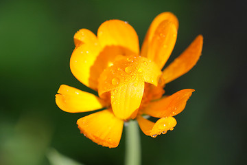 Image showing Beautiful yellow flower on a green background