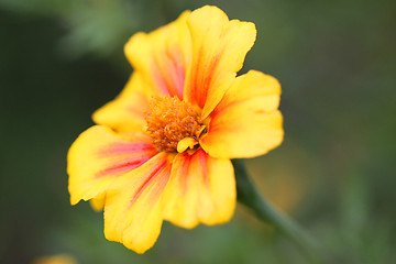 Image showing Beautiful yellow flower on a green background