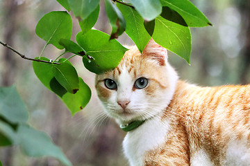Image showing Beautiful white - red cat is in the green leaves