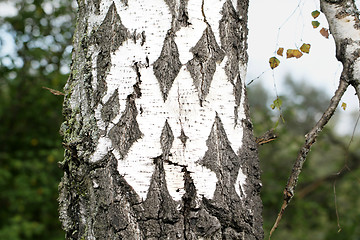 Image showing Black and white trunk of a birch tree