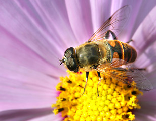 Image showing Gadfly insect sitting on a flower