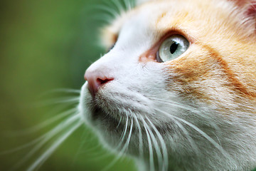 Image showing Portrait of beautiful red-haired white cat