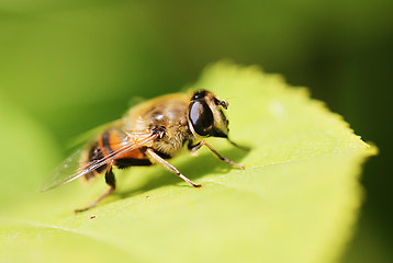 Image showing Gadfly insect sitting on a green leaf